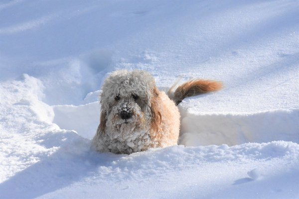 Pet example