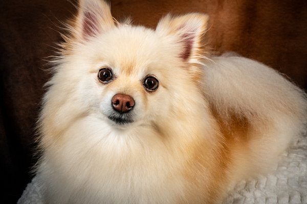Pet example