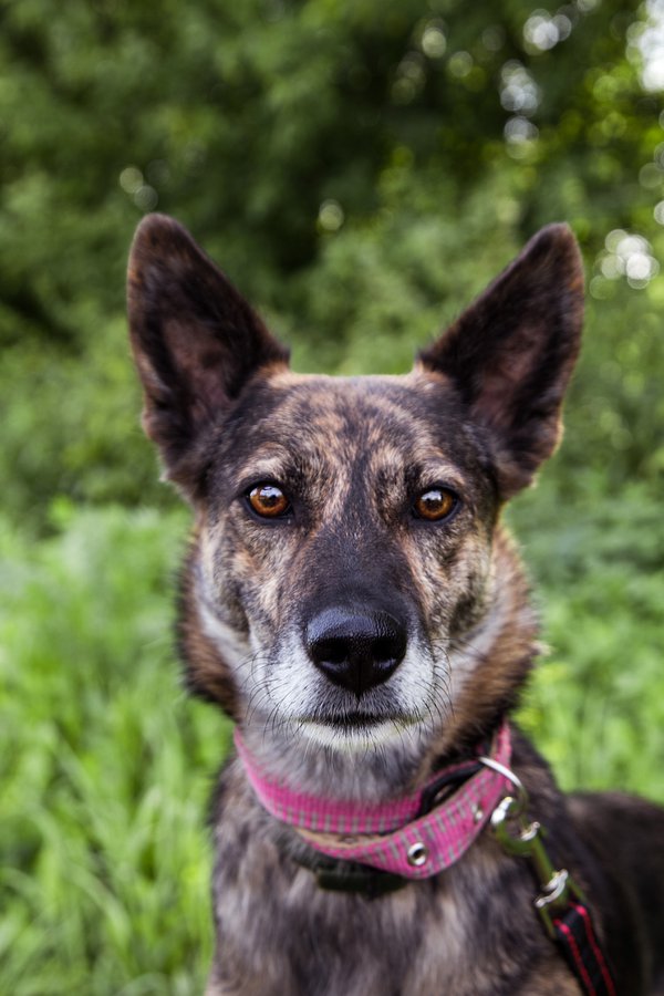 Pet example
