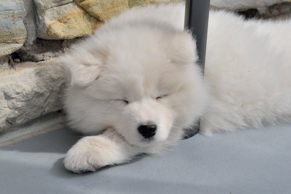 Pet example