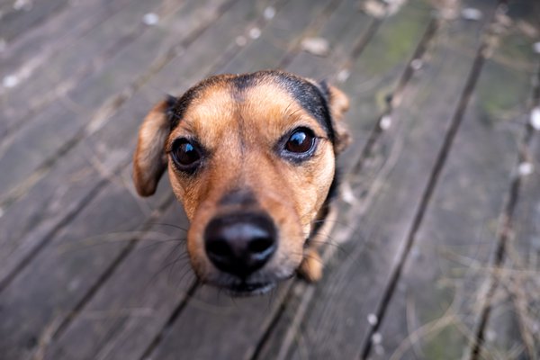 Pet example