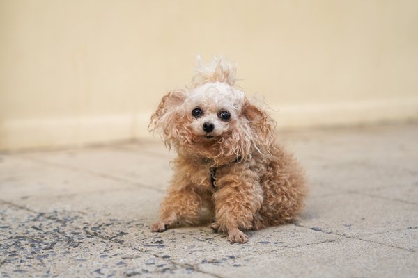 Pet example