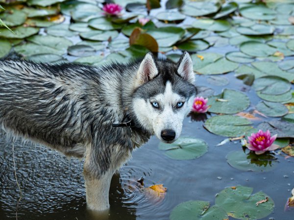 Pet example