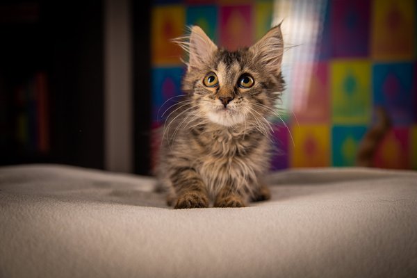 Pet example