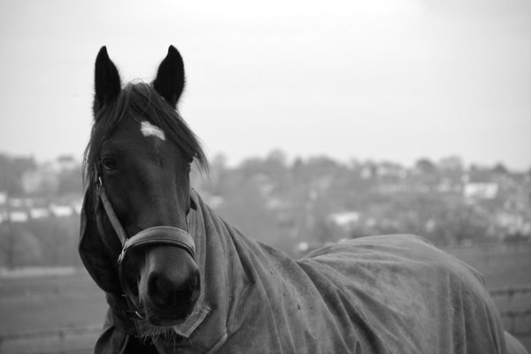Pet example