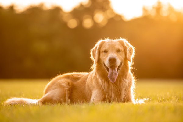 Pet example