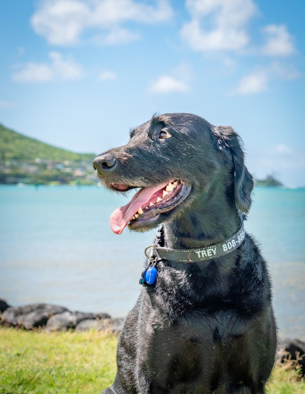 Pet example
