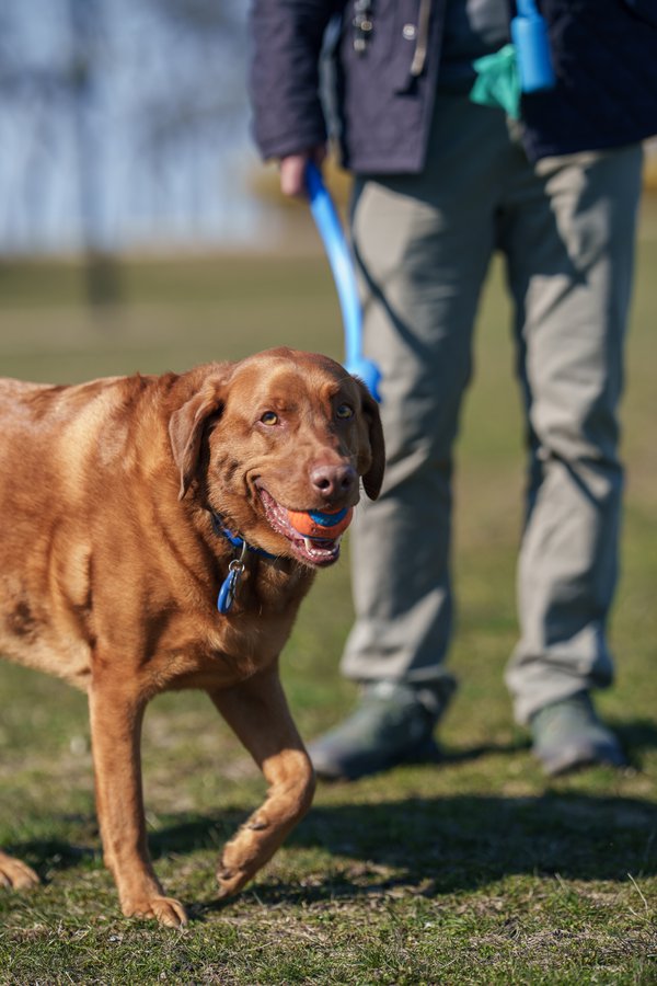 Pet example
