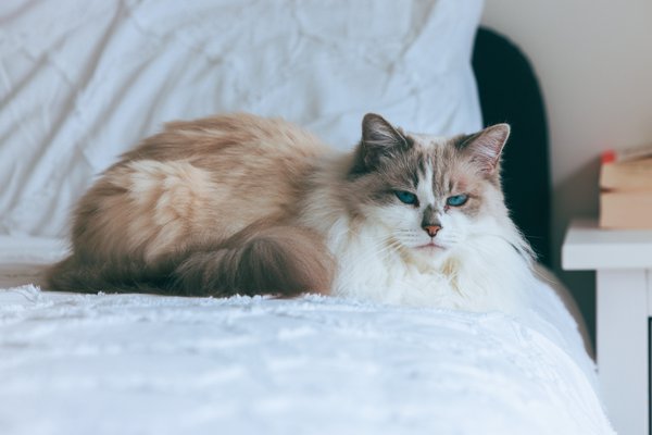 Pet example