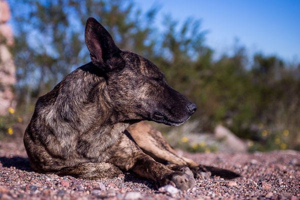 Pet example