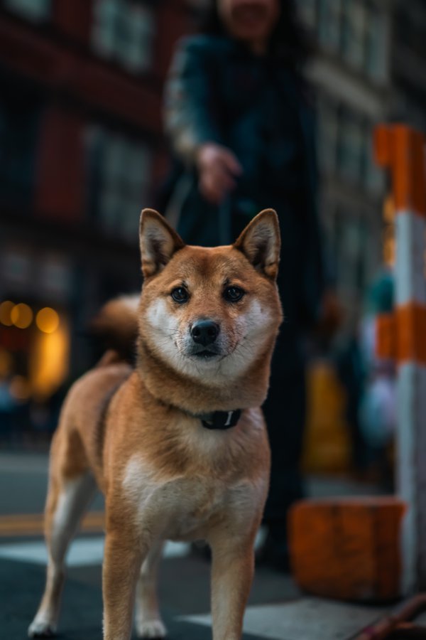 Pet example