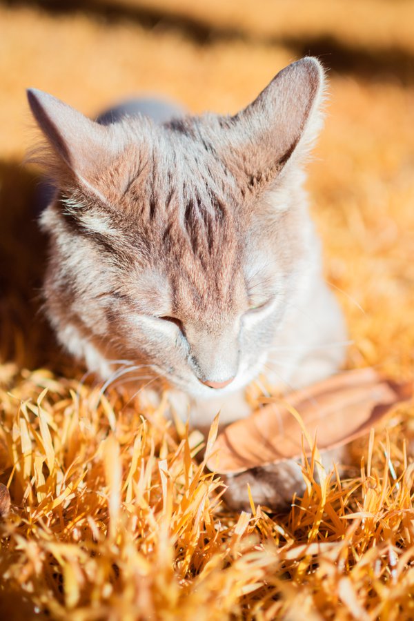 Pet example
