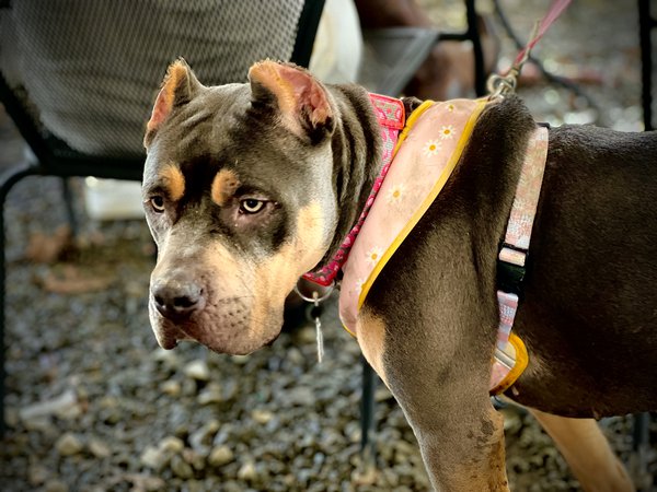 Pet example