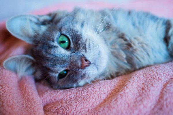 Pet example