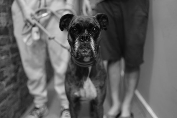 Pet example