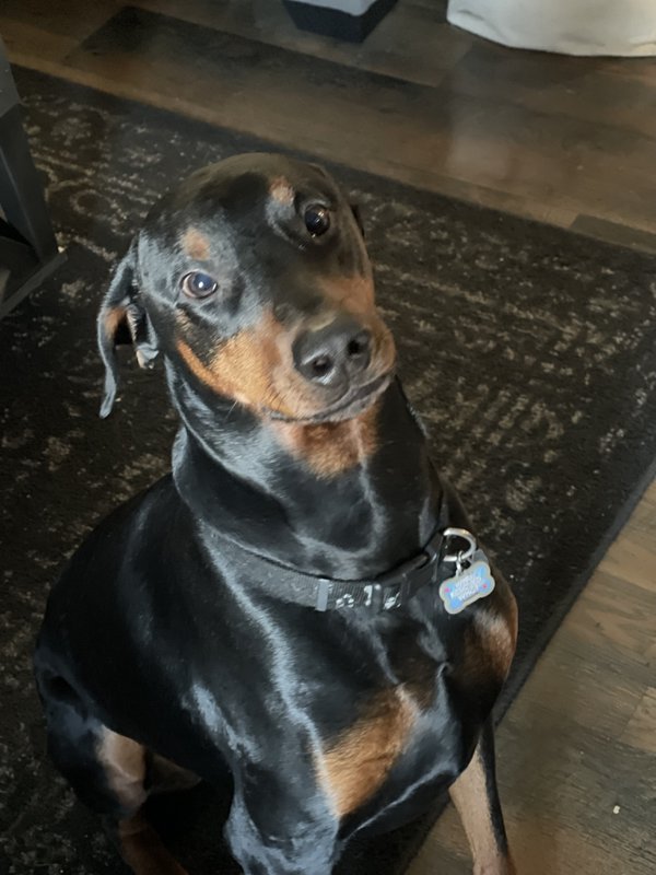 Pet example