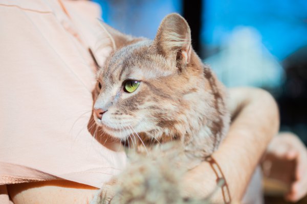 Pet example