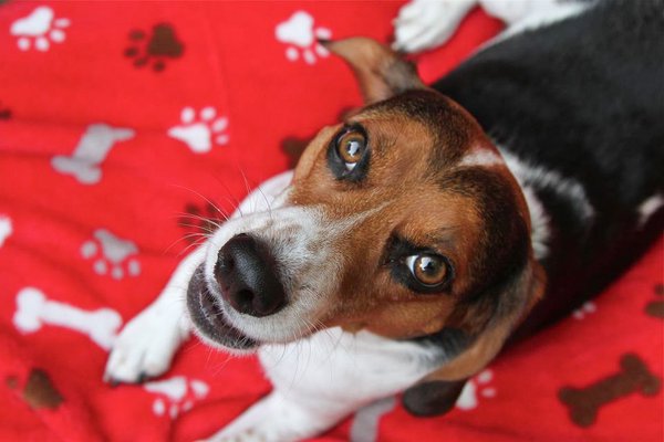 Pet example