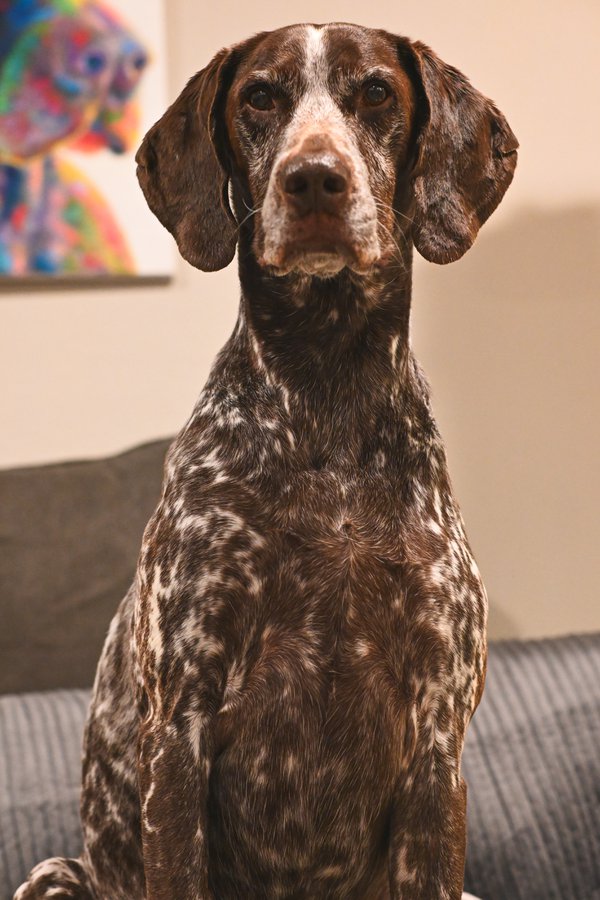 Pet example