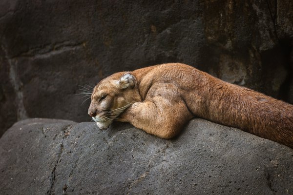 Pet example