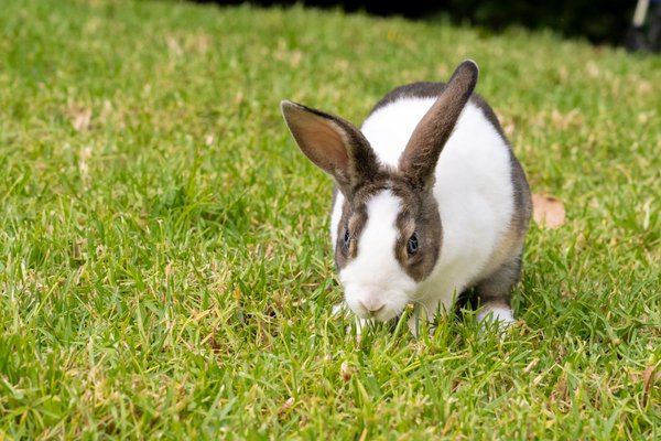 Pet example