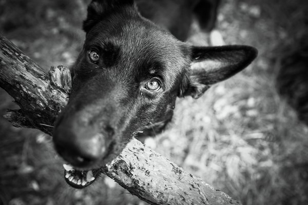 Pet example