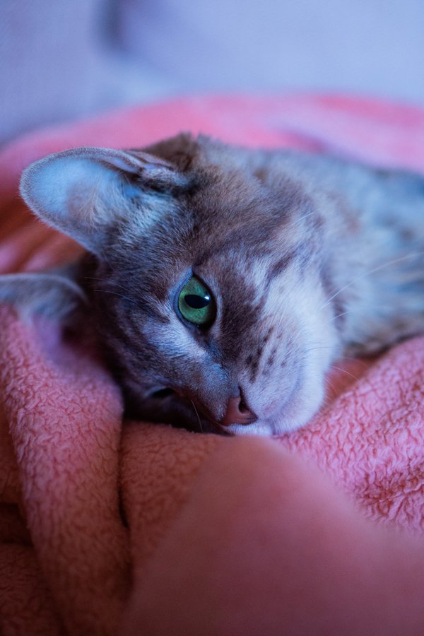 Pet example
