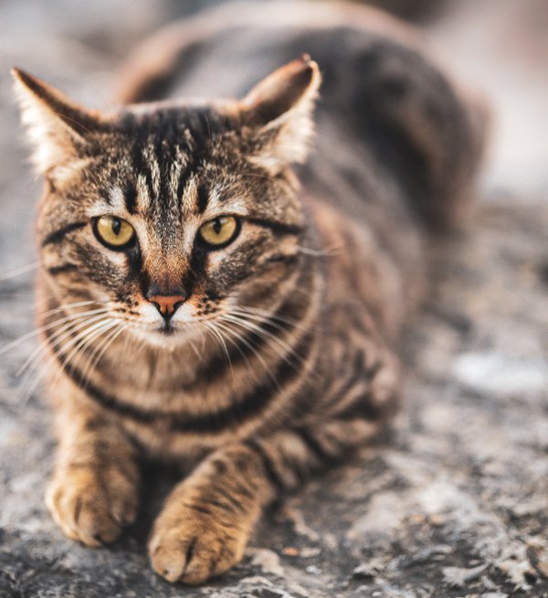 Pet example