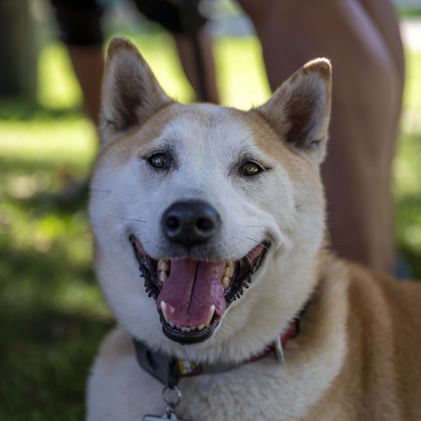 Pet example