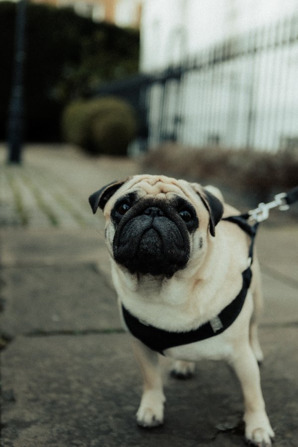 Pet example