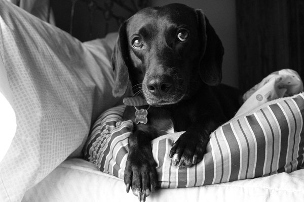 Pet example