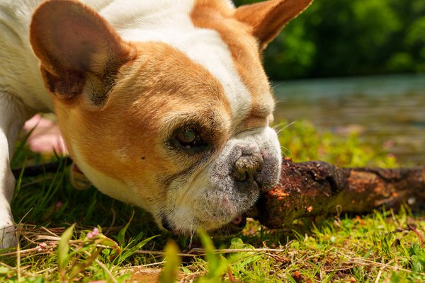 Pet example