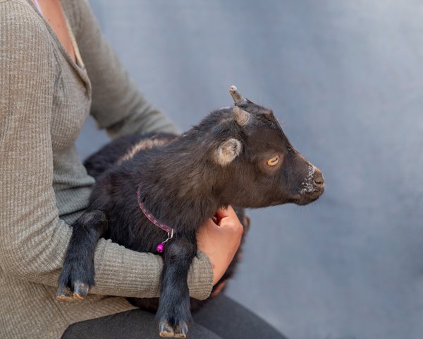 Pet example