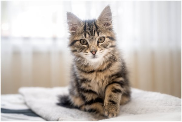 Pet example