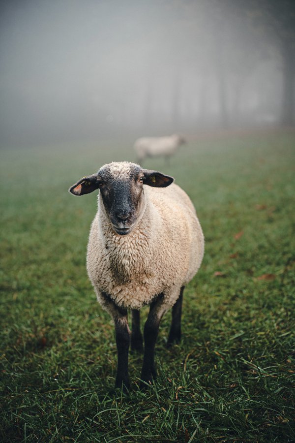 Pet example