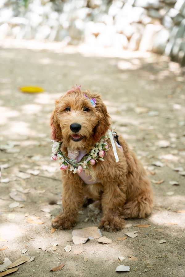Pet example