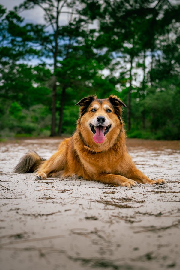 Pet example