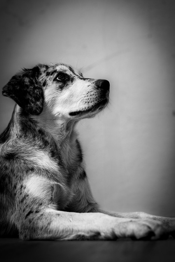 Pet example