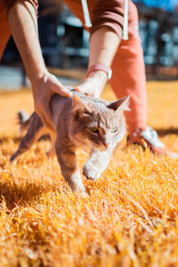 Pet example