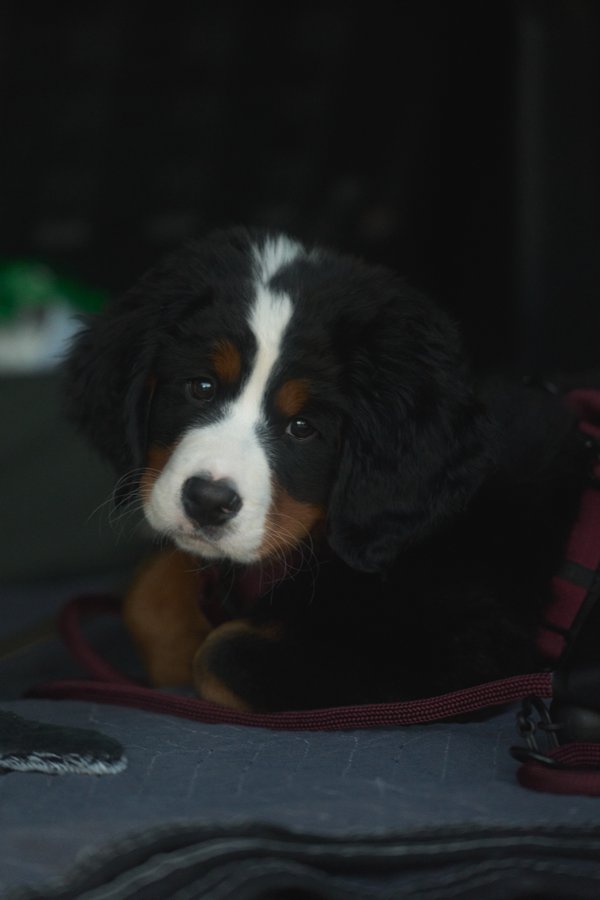Pet example