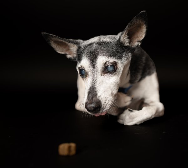 Pet example