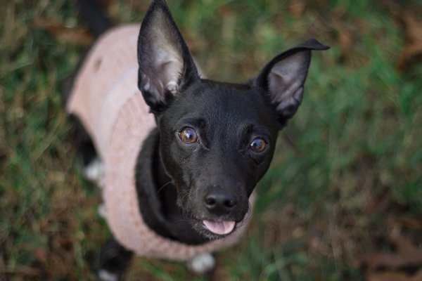 Pet example