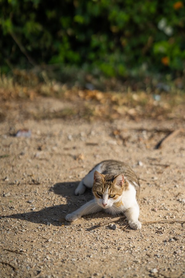 Pet example