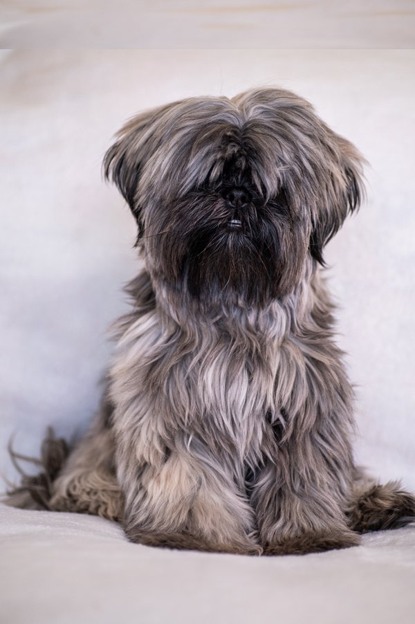 Pet example