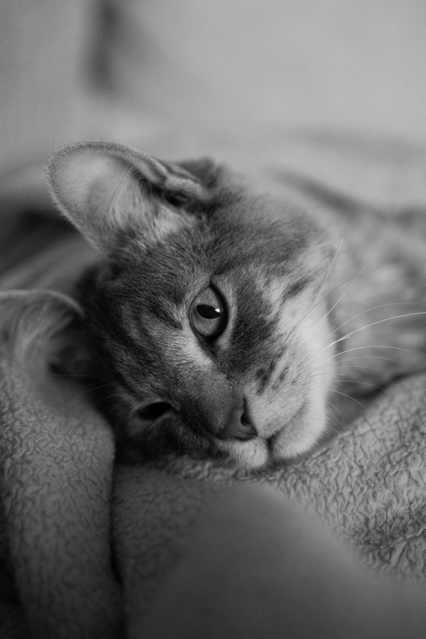 Pet example