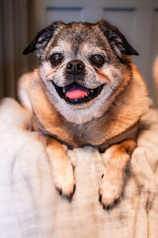 Pet example