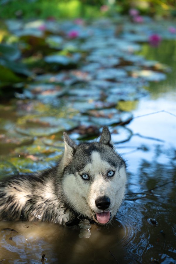 Pet example