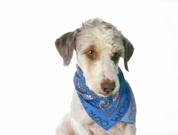 Pet example