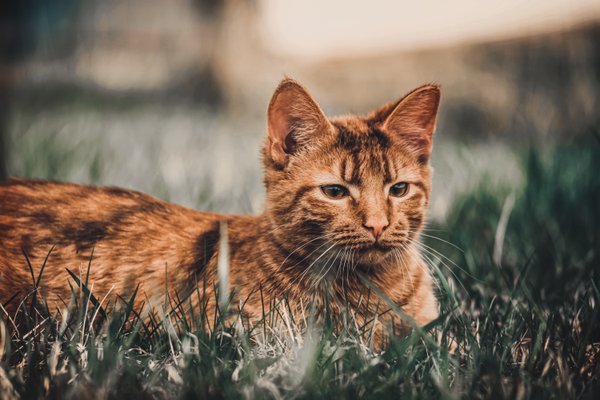 Pet example