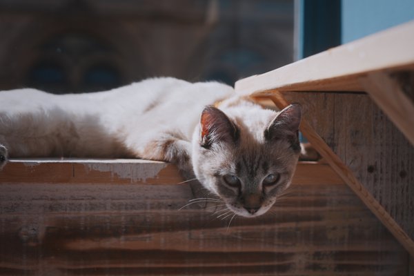 Pet example